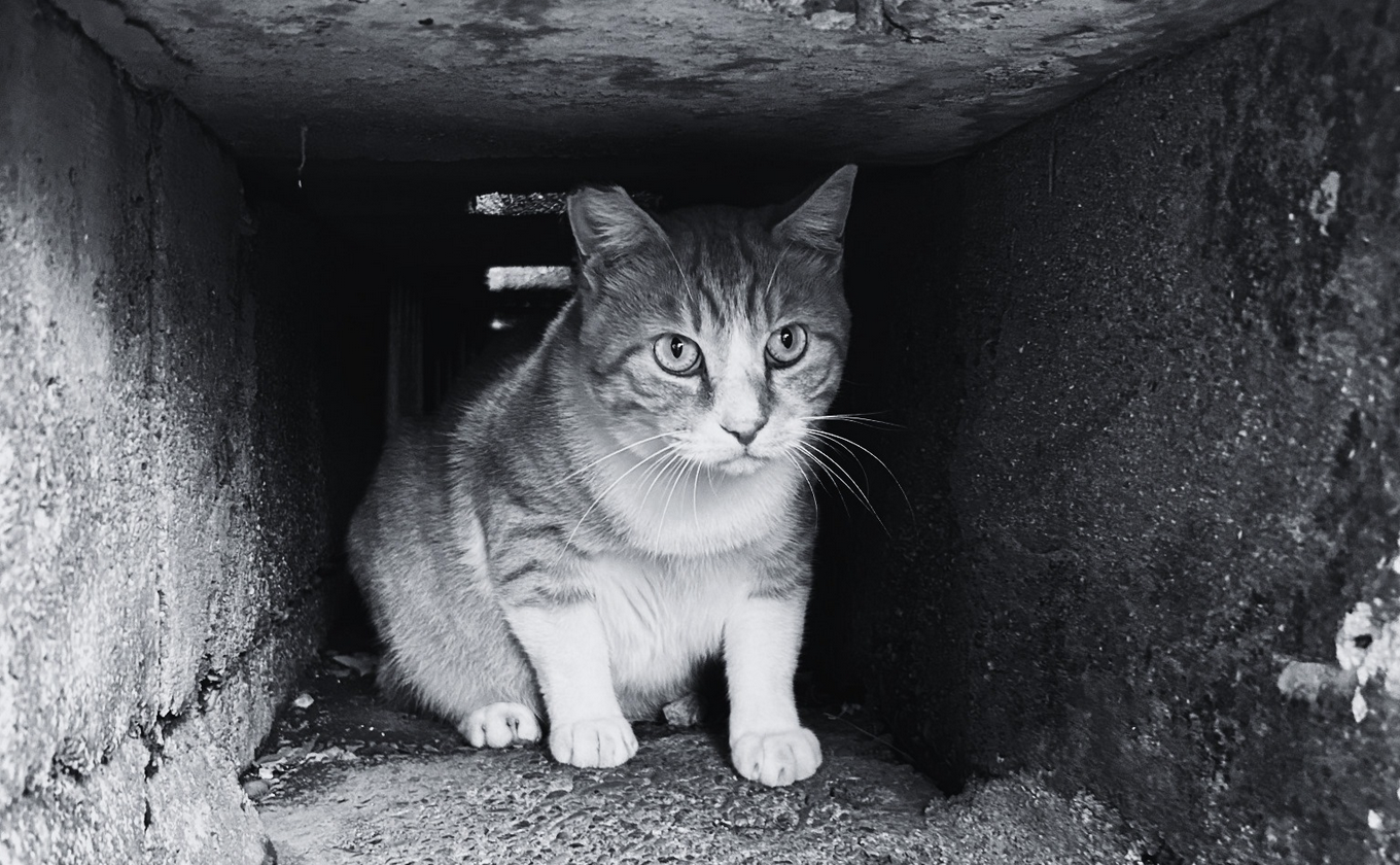 猫ちゃんが隠れやすい場所を確認するイメージ