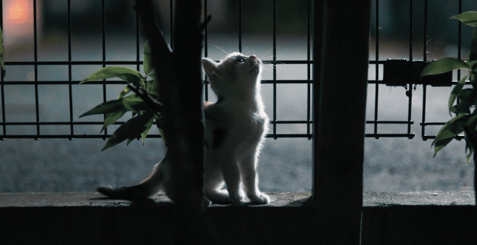突然、外の世界に出てしまった猫ちゃんのイメージ