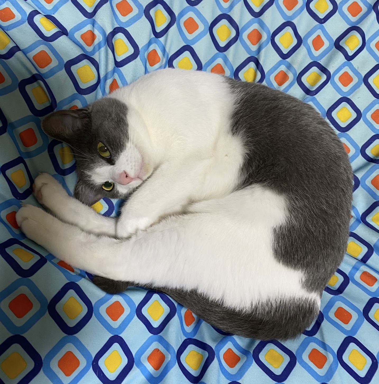 無事に保護されたララちゃん