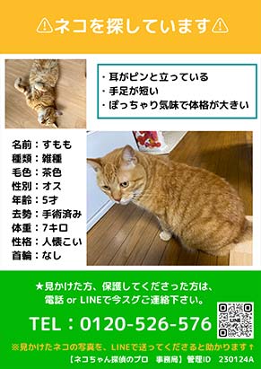 ネコちゃん探偵のプロに捜索をご依頼