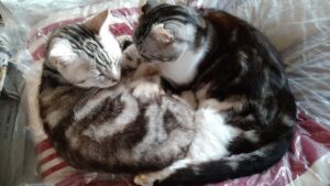 【迷子猫】グレー・オス・岡山県玉野市奥玉で行方不明（2026年7月）