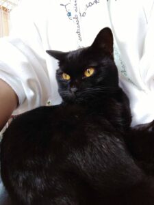 【迷子猫】黒・メス・埼玉県川口市木曽呂で行方不明（2026年7月）