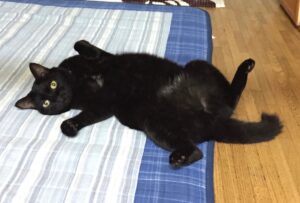 【迷子猫】黒・メス・兵庫県尼崎市水堂町で行方不明（2026年7月）