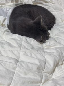 【迷子猫】サバトラ・オス・京都府京都市南区東九条東松ノ木町で行方不明(2026年7月)