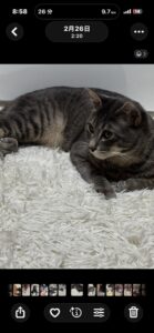 【迷子猫】サバトラ・オス・京都府京都市南区東九条東松ノ木町で行方不明(2026年7月)