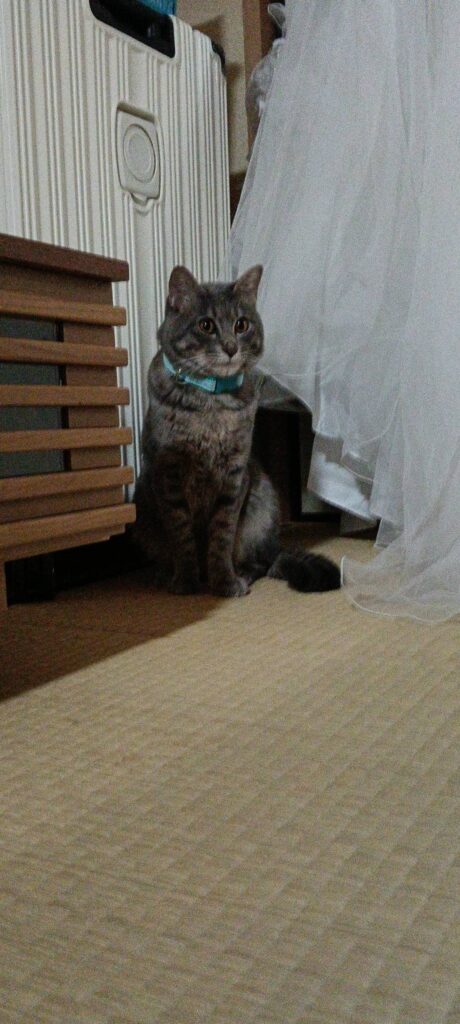 【迷子猫】サバトラ・オス・京都府京都市南区東九条東松ノ木町で行方不明（2026年7月）