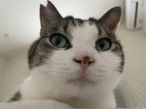 【迷子猫】キジ白・オス・和歌山県和歌山市秋葉町で行方不明（2026年7月）