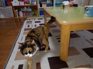 【迷子猫】三毛・メス・千葉県印西市高花で行方不明（2026年8月）