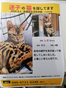 【迷子猫】その他・オス・茨城県古河市中田で行方不明（2026年8月）