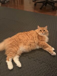 【迷子猫】茶白・オス・長野県小県郡長和町大門で行方不明（2026年8月）
