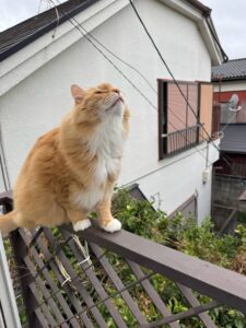 【迷子猫】茶白・オス・長野県小県郡長和町大門で行方不明（2026年8月）