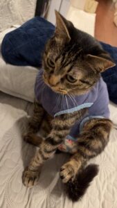 【迷子猫】キジトラ・オス・東京都墨田区東向島で行方不明（2026年8月）