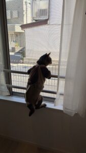 【迷子猫】キジトラ・オス・東京都墨田区東向島で行方不明（2026年8月）