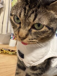 【迷子猫】キジトラ・オス・東京都墨田区東向島で行方不明（2026年8月）
