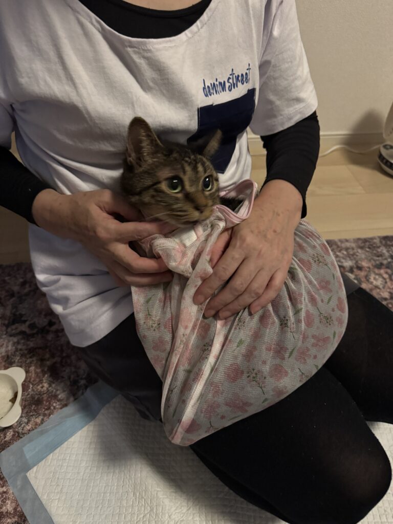【迷子猫】キジトラ・オス・東京都墨田区東向島で行方不明（2026年8月）