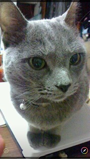 【迷子猫】ロシアンブルー・オス・兵庫県宝塚市仁川高丸で行方不明（2026年8月）