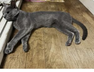 【迷子猫】ロシアンブルー・オス・兵庫県宝塚市仁川高丸で行方不明（2026年8月）