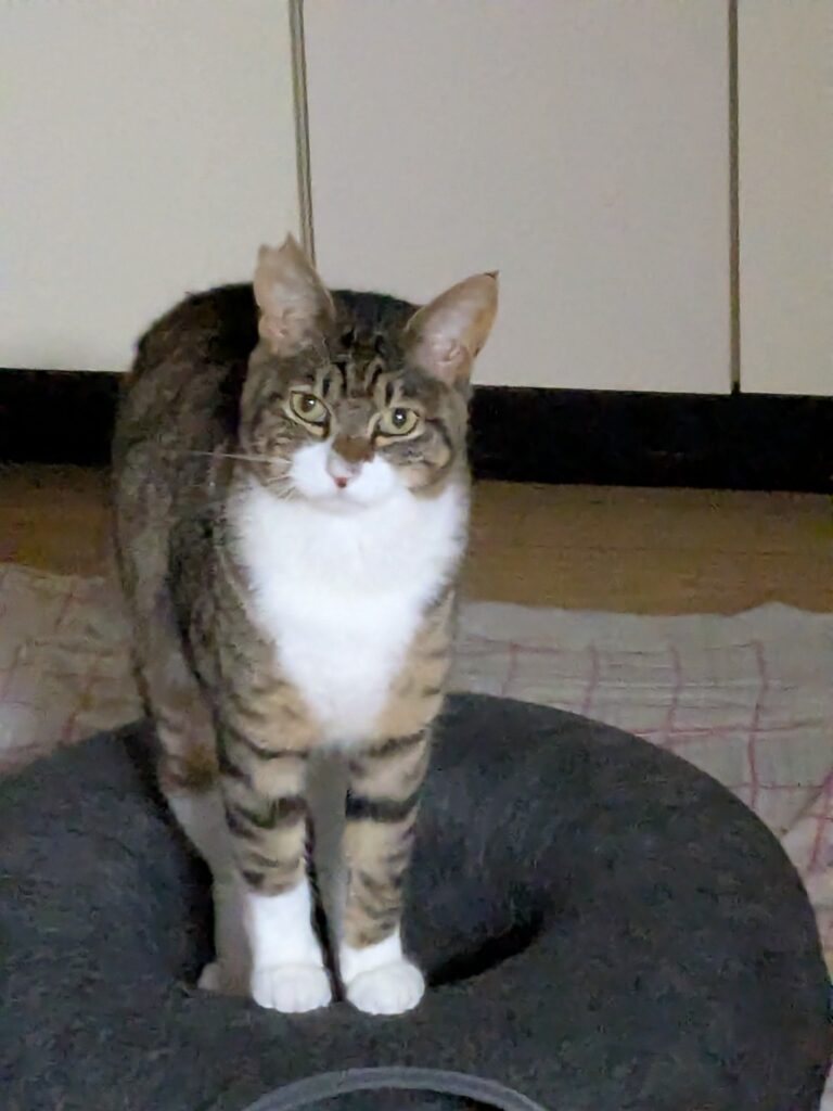 【迷子猫】キジトラ・オス・長野県松本市寿北で行方不明（2026年8月）