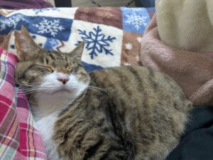 【迷子猫】キジトラ・オス・長野県松本市寿北で行方不明（2026年8月）