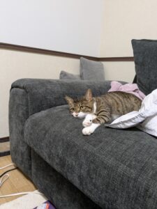 【迷子猫】キジトラ・オス・長野県松本市寿北で行方不明（2026年8月）