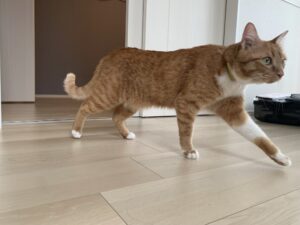 【迷子猫】茶白・メス・山梨県甲府市山宮町で行方不明（2026年9月）