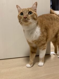 【迷子猫】茶白・メス・山梨県甲府市山宮町で行方不明（2026年9月）