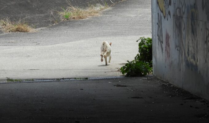 脱走猫【見つけたのに逃げる・捕まえられない】絶対に追いかけてはいけない理由と保護のやり方
