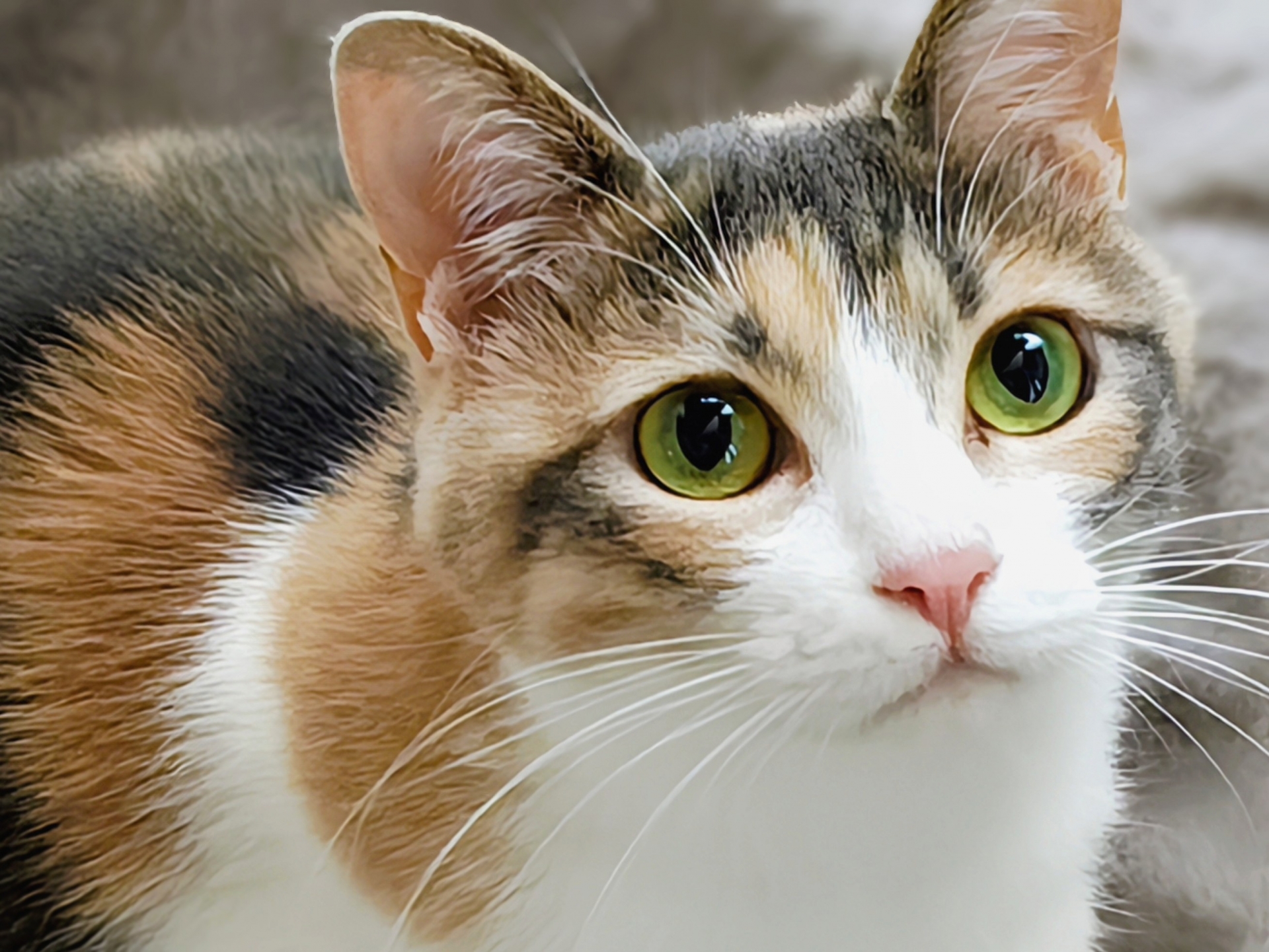 7. 三毛の猫 写真1