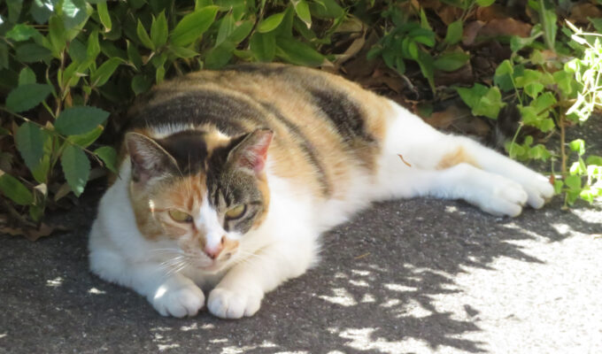 【夏に脱走した猫が見つからない】熱中症と隣り合わせの危険信号・プロが今すぐやるべきことを解説