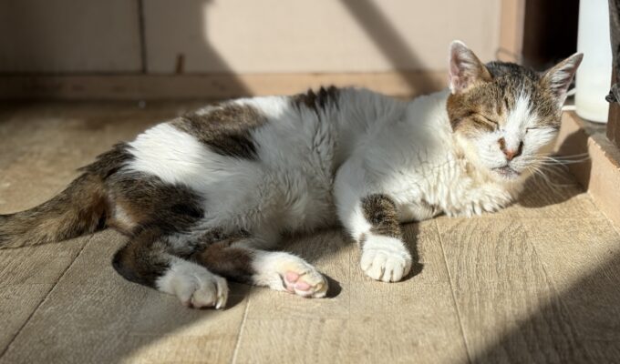 「猫は死期を悟ると姿を消す」は本当か?|言い伝えの真実と、老猫が帰ってこない時にすべきことをプロが解説
