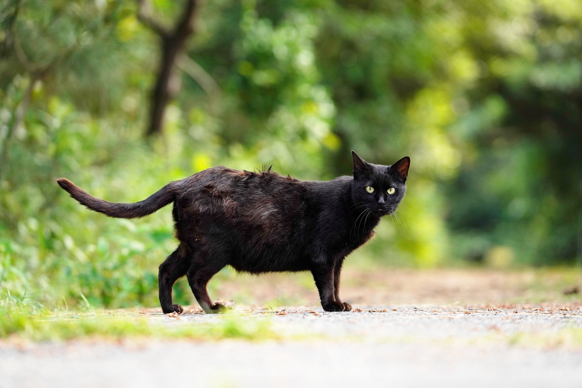 9. 黒猫の猫 写真2
