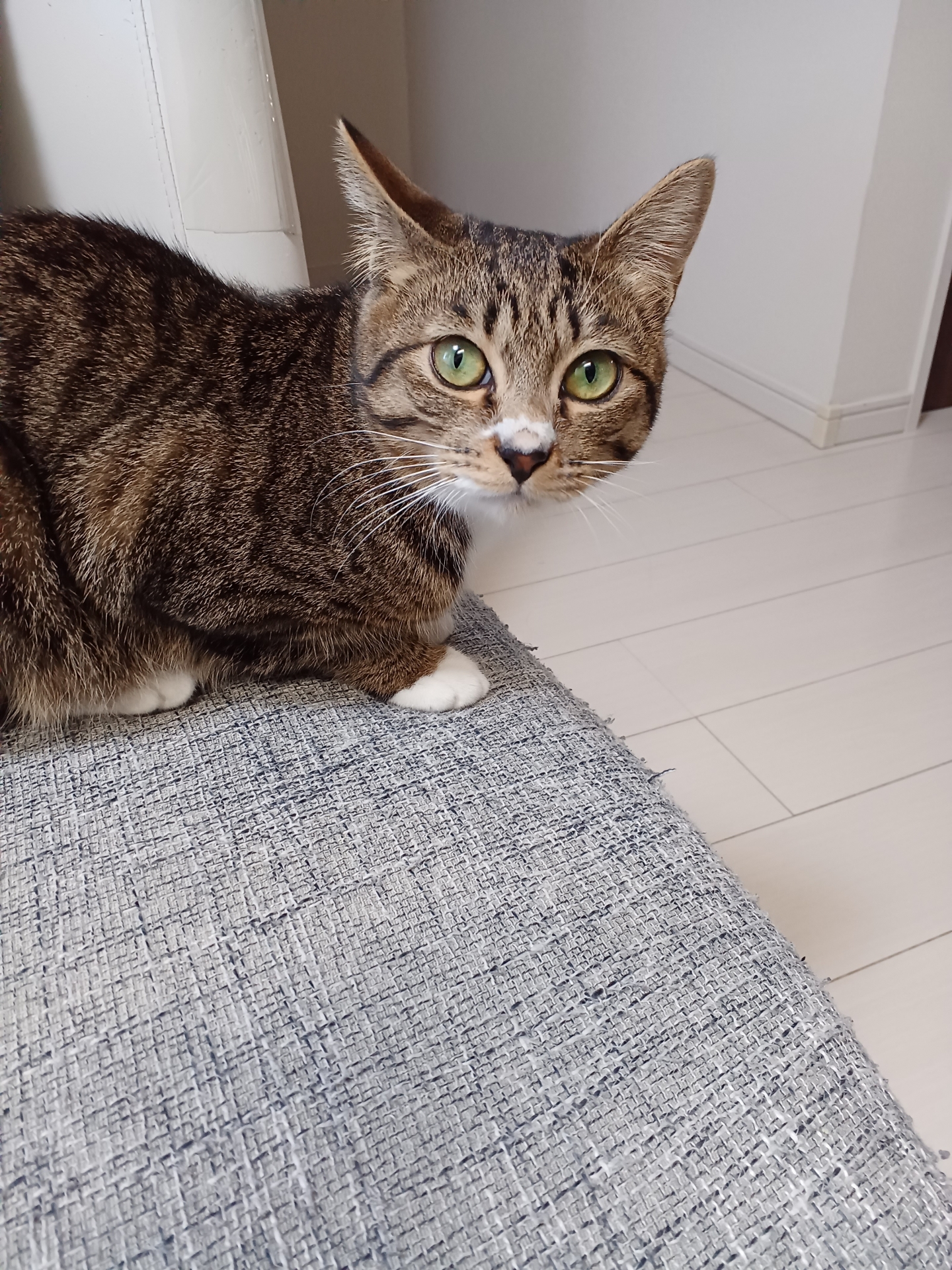1. キジトラの猫 写真1