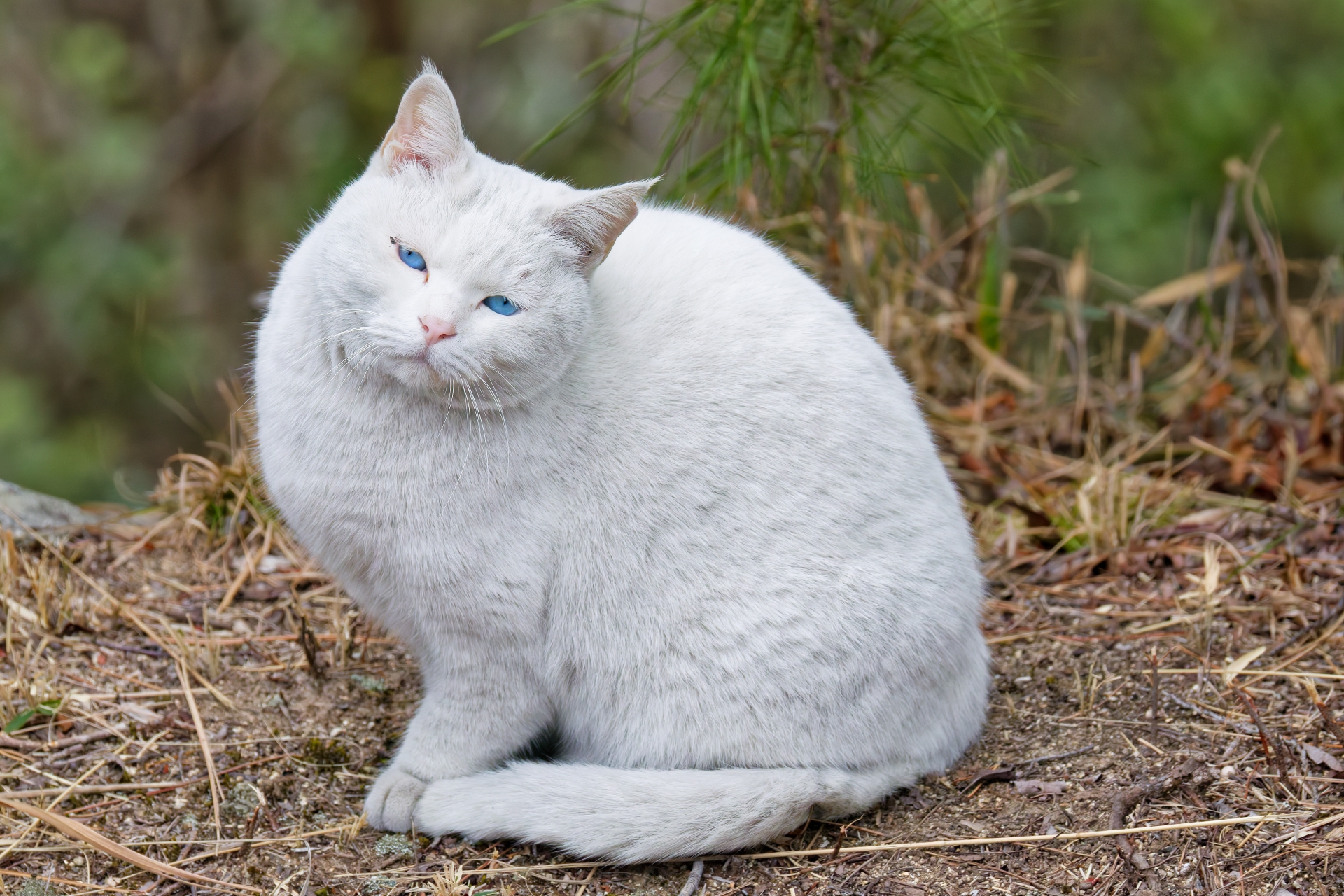 10. 白猫の猫 写真2