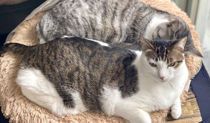 猫ちゃんの毛色の種類を写真で解説｜キジトラとサバトラの違い・迷子猫の見分け方