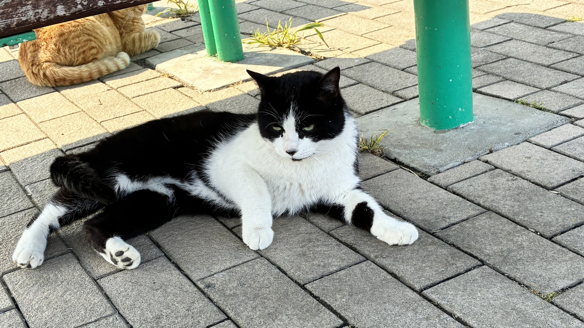 11. ハチワレの猫 写真1
