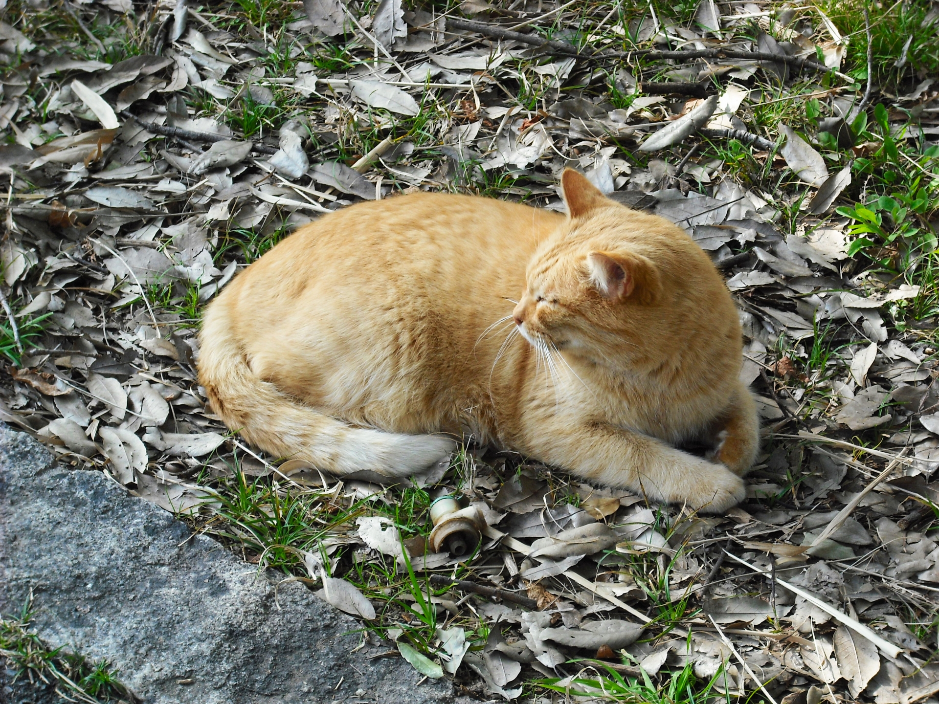 5. 茶トラの猫 写真1