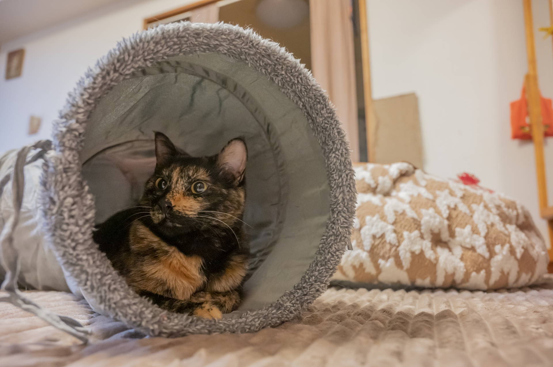 8. サビの猫 写真1