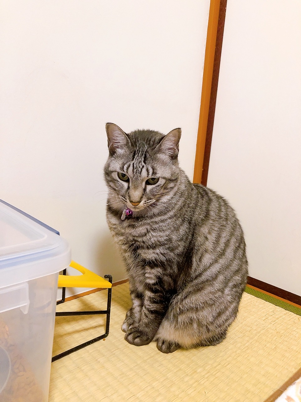 3. サバトラの猫 写真2