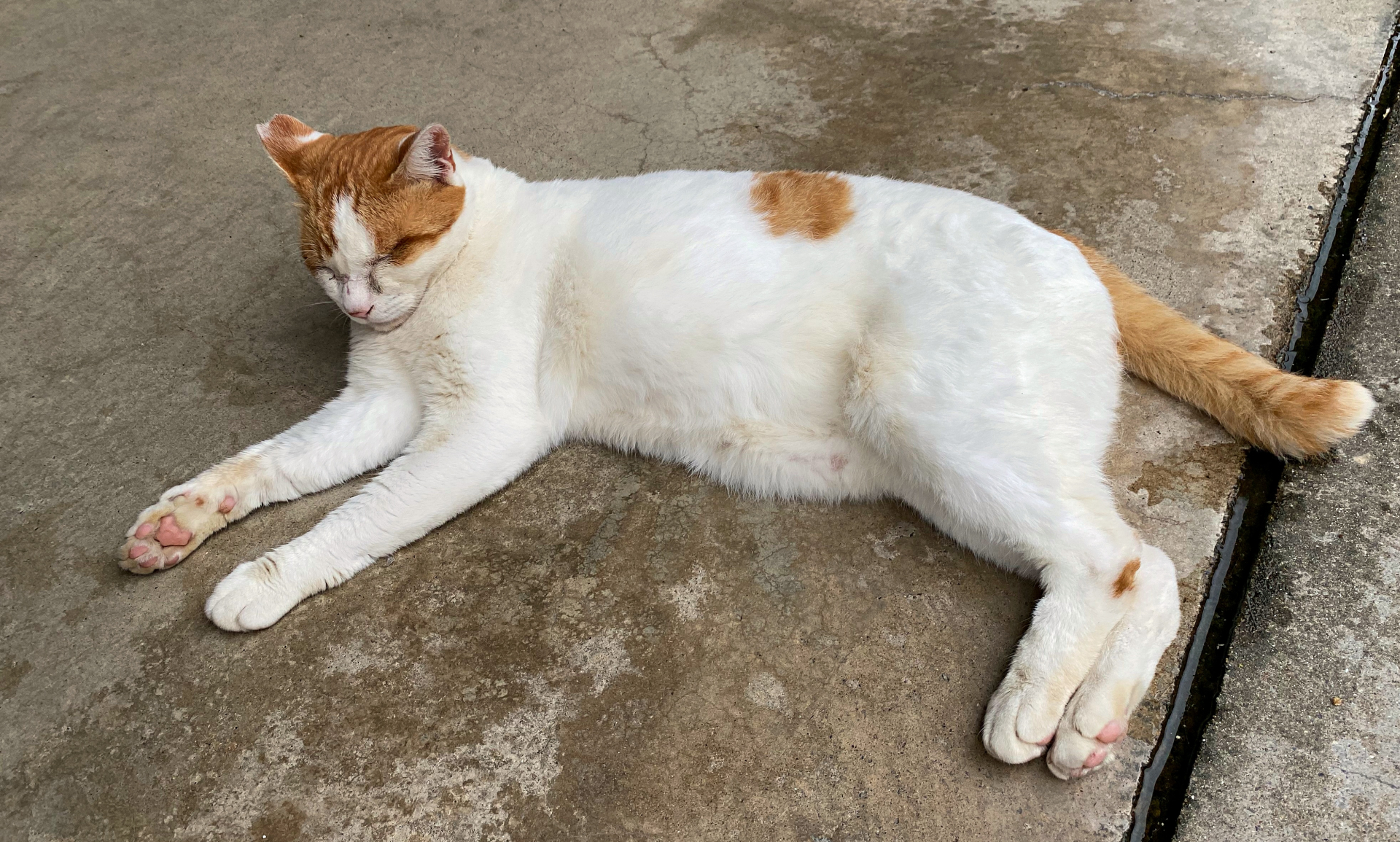 6. 茶白の猫 写真2