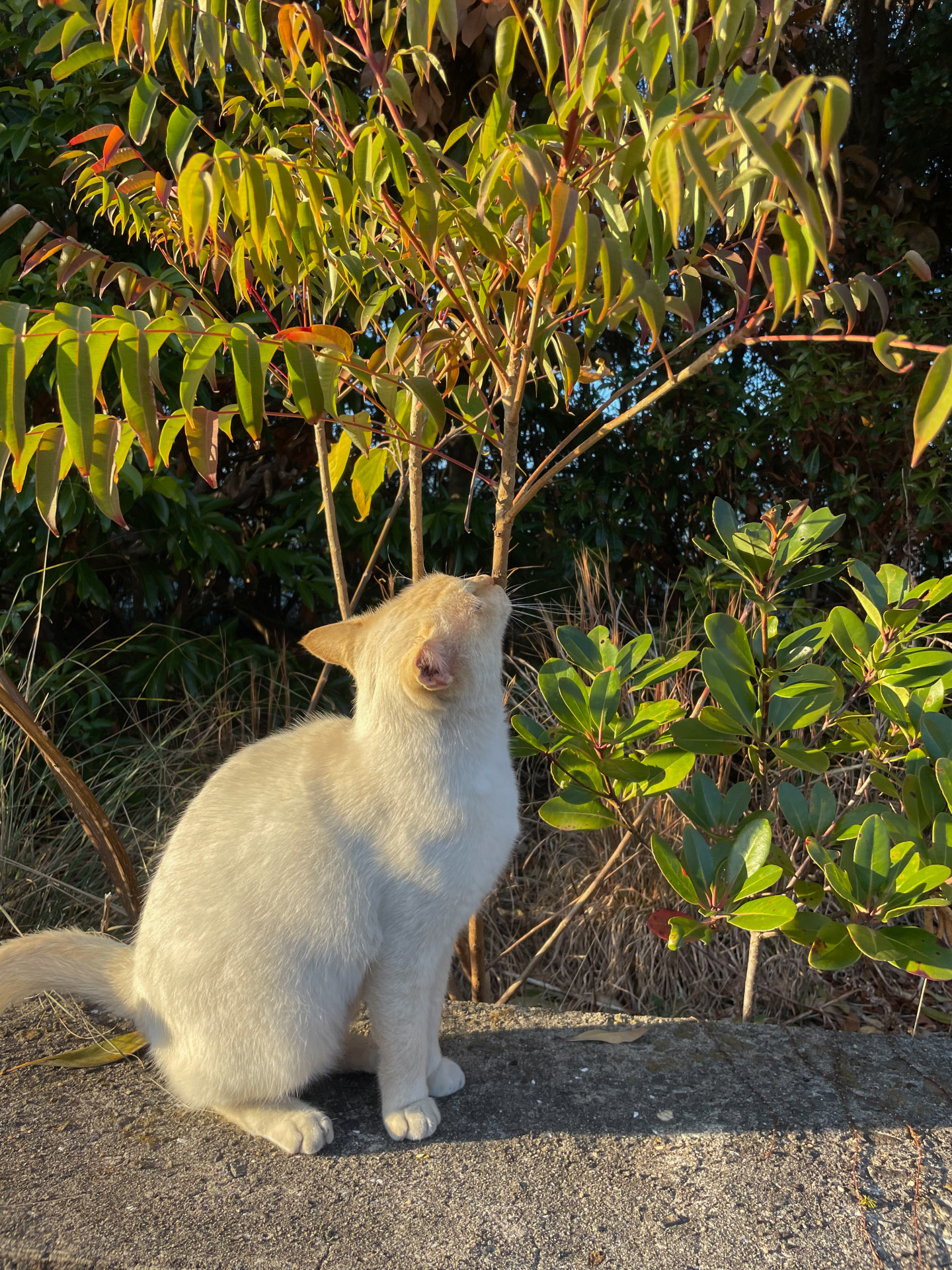 10. 白猫の猫 写真1
