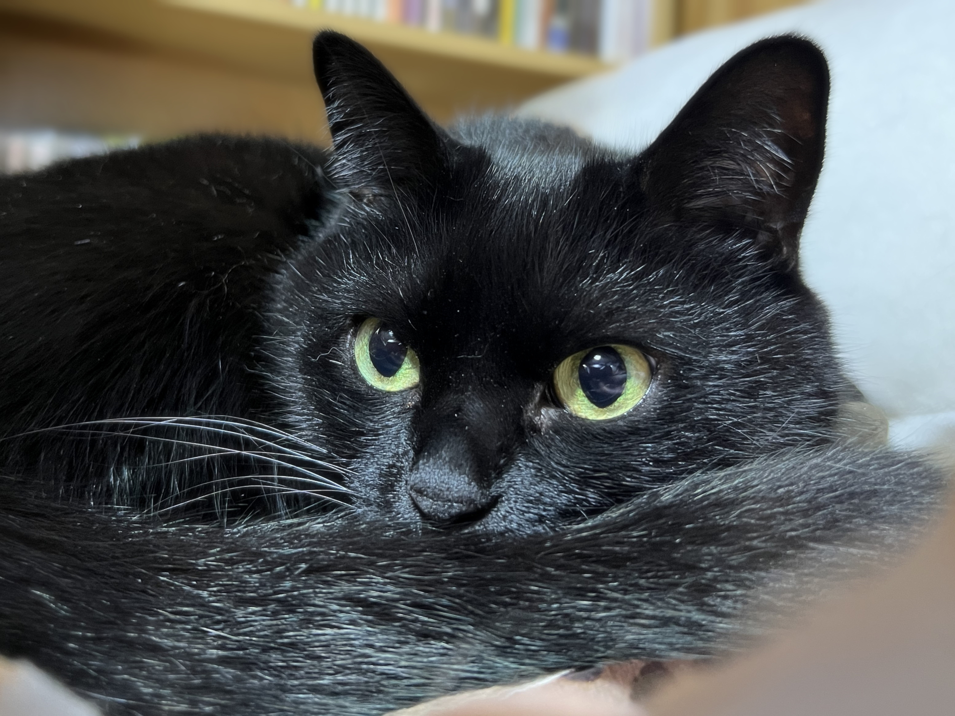 9. 黒猫の猫 写真1