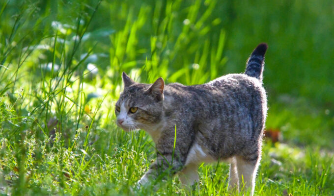 保護猫が脱走した時の対処法｜元野良ならではの探し方・見つけ方と再発防止を2,500件監修のプロが解説