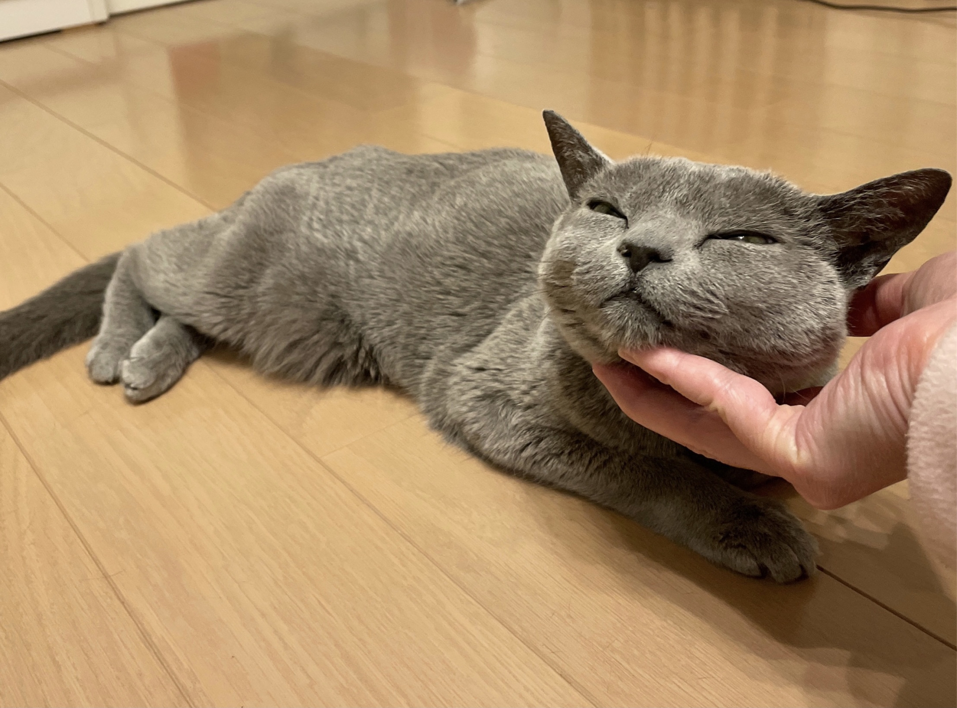 12. グレーの猫 写真1