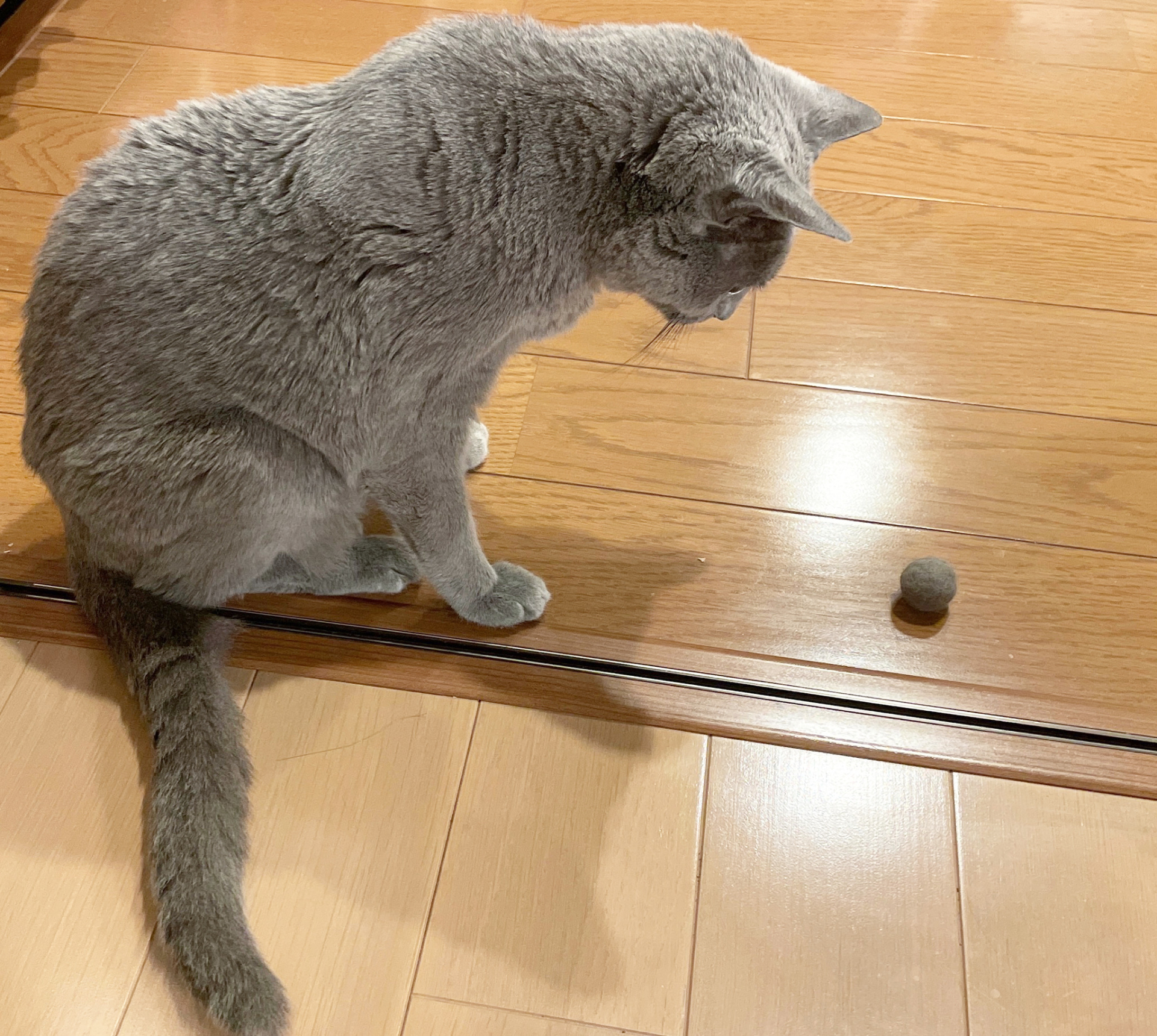 12. グレーの猫 写真2