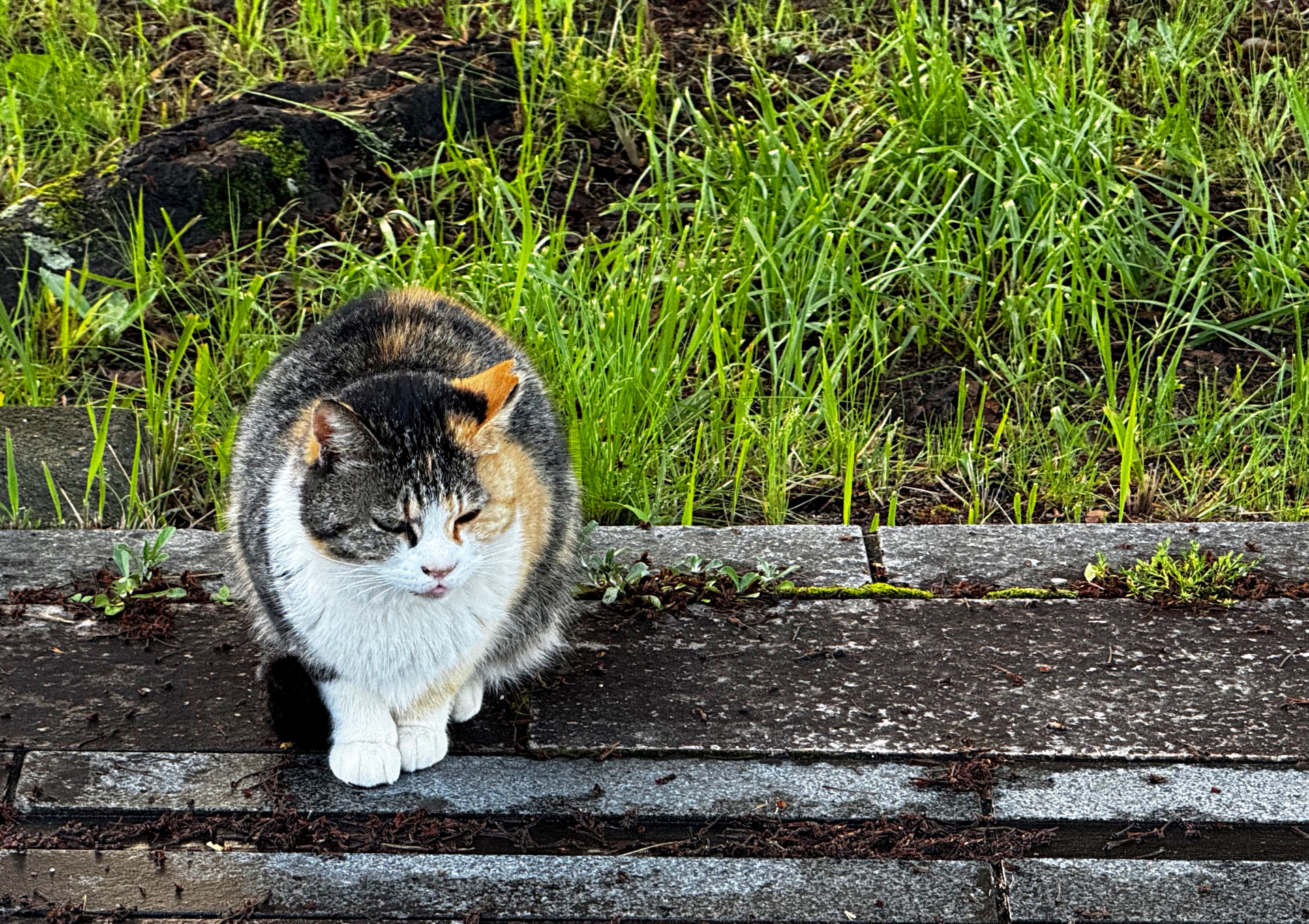 7. 三毛の猫 写真2