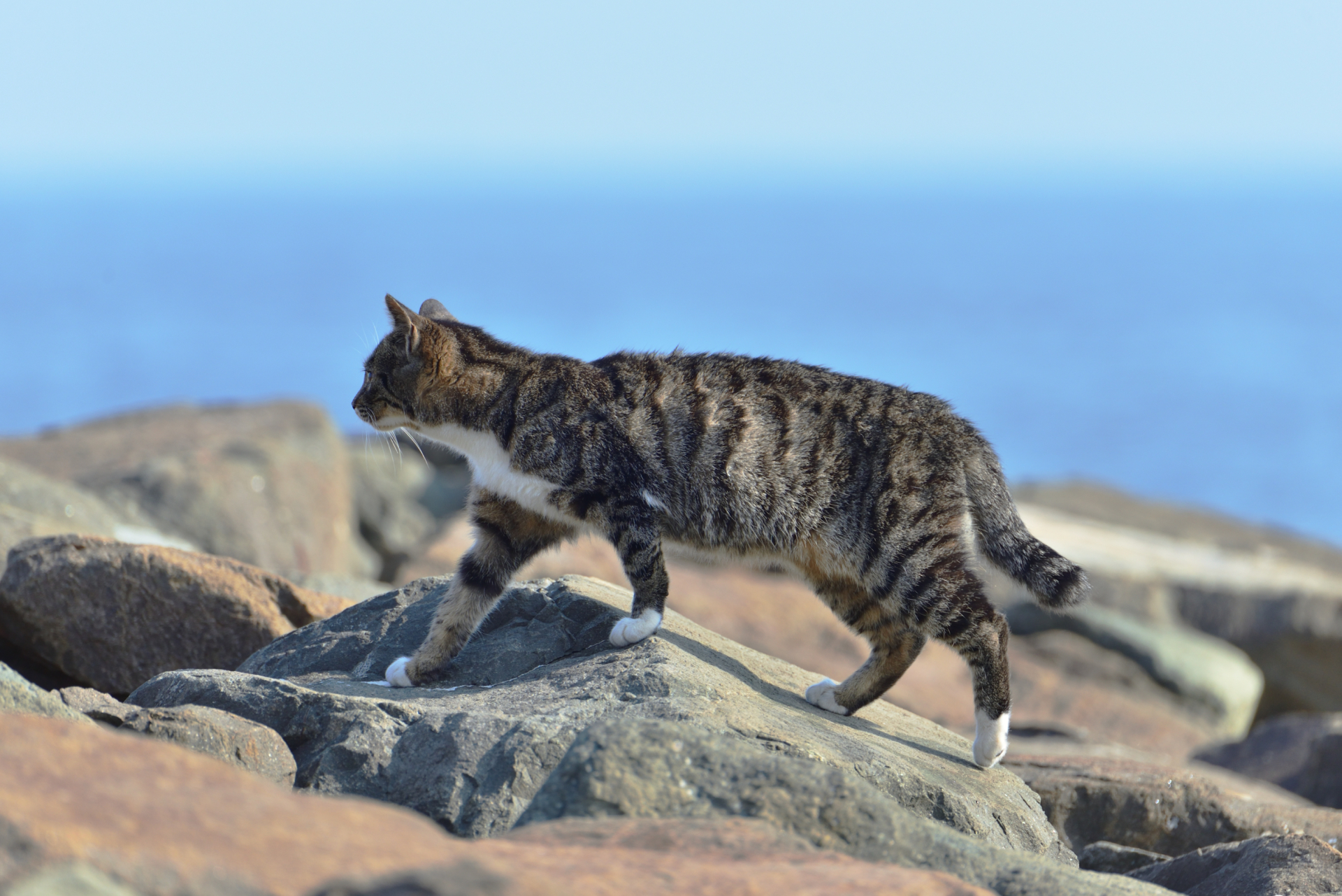 1. キジトラの猫 写真2