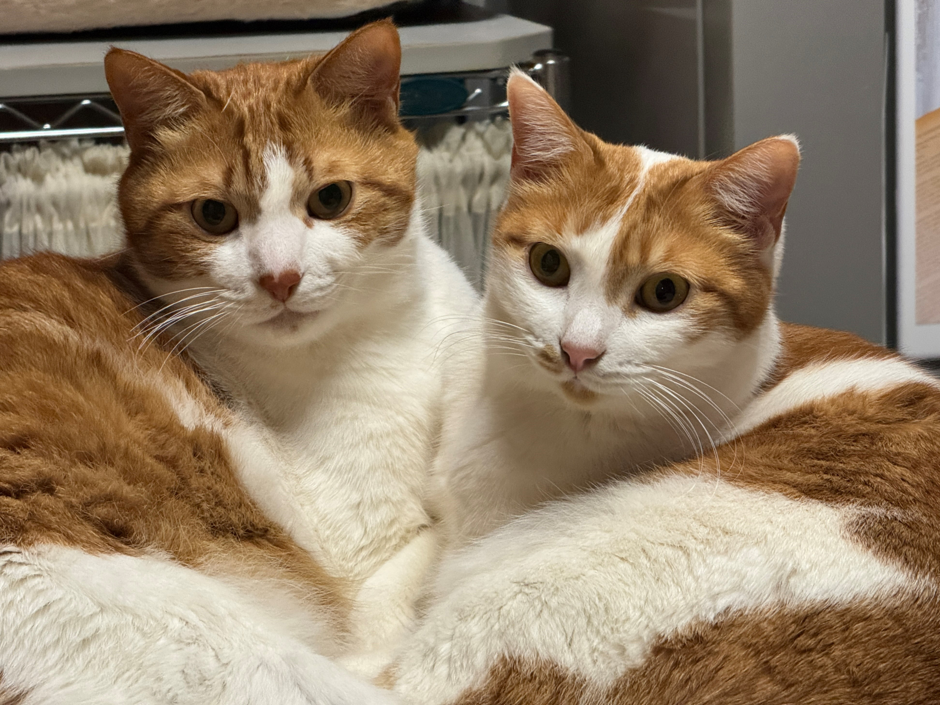 6. 茶白の猫 写真1