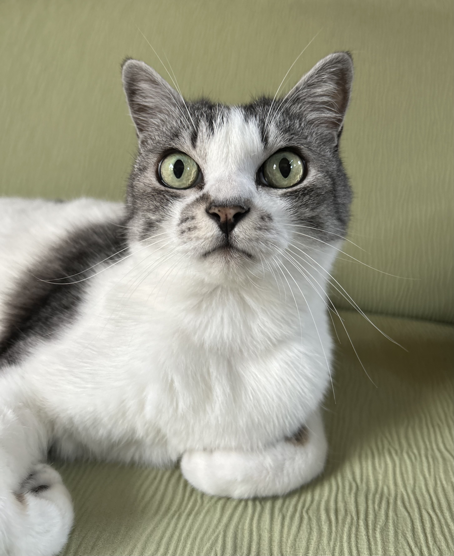 4. サバ白の猫 写真1