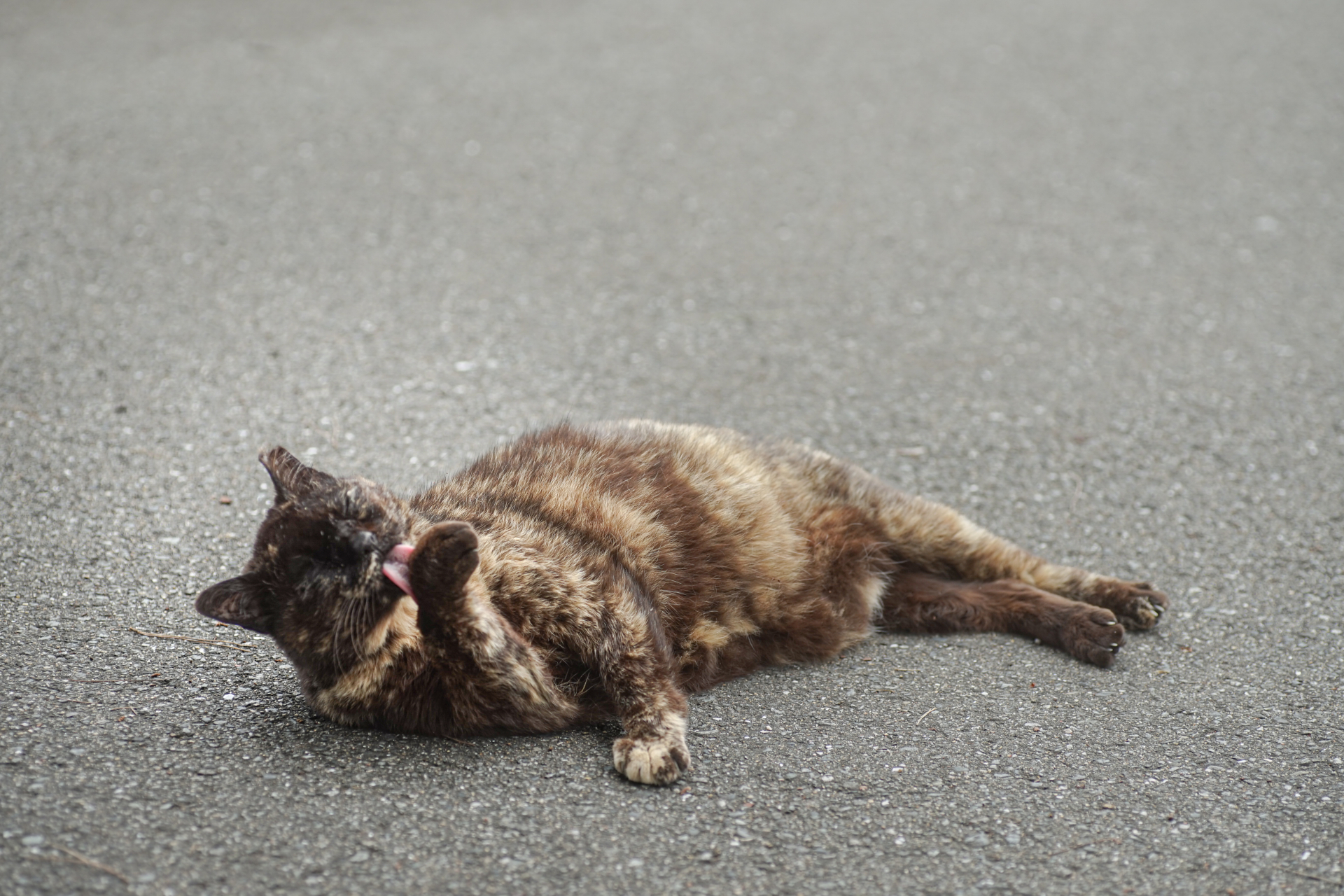 8. サビの猫 写真2
