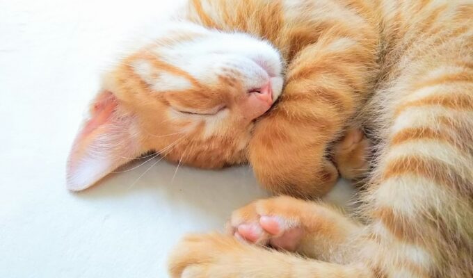 【飼い猫が脱走して捕まえる夢】は何のサイン?猫の夢の意味をパターン別に解説・正夢にする方法まで